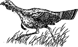 Turkey Hunting Targets