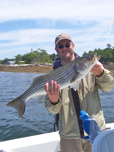 33" Striped Bass