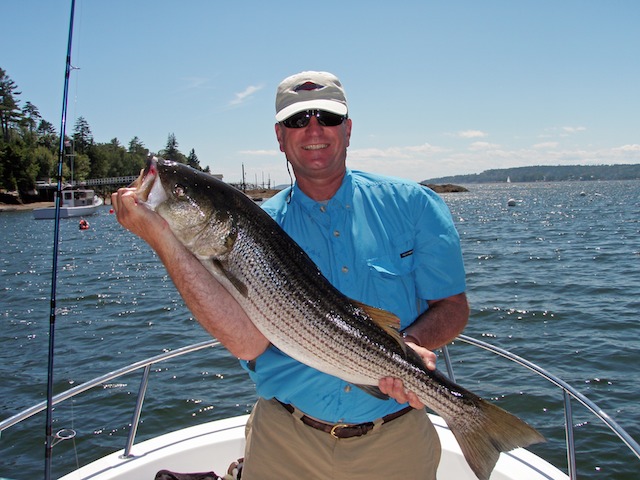 40" Striped Bass