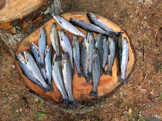 Limit of spring brookies