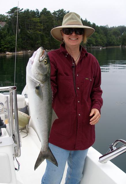 31.5" Bluefish