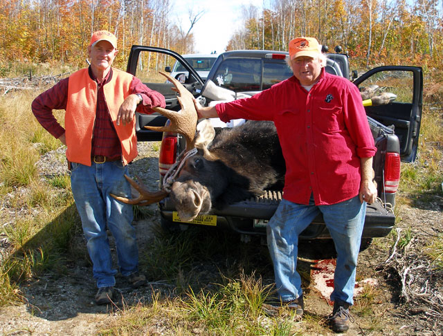 800+ lb young Bull Moose
