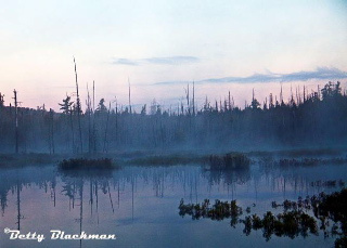 Cedar Bog