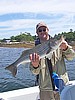 33" Striped Bass